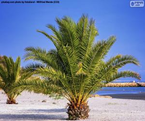 пазл Пальмы на пляже